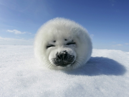 carta da parati foca sigilla gli animali