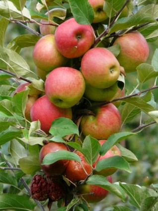 محصول التفاح قد حان