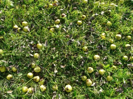 урожай плодов груши