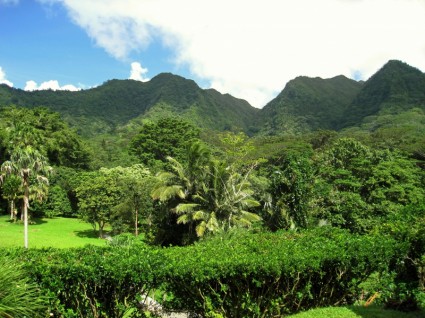 하와이 언덕 나무