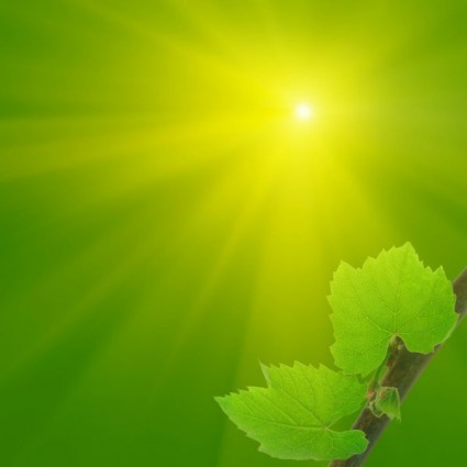 HD-Bild der Blätter unter der Sonne
