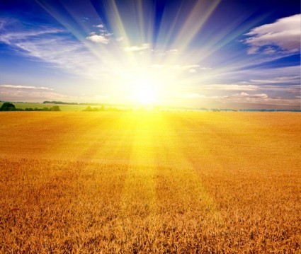 foto HD di campi di grano sotto il sole