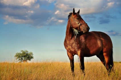 HD-Bilder von galoppierenden Pferden