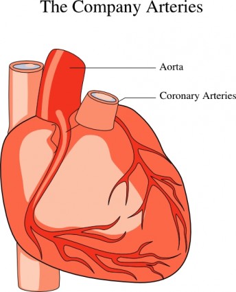 prediseñadas diagrama médicos de corazón