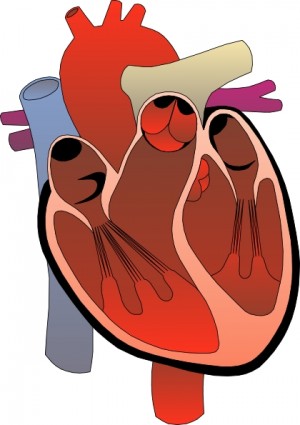 arte de grampo de diagrama médico do coração