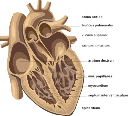 jantung medis diagram clip art