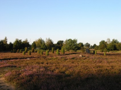 Heide purple erika