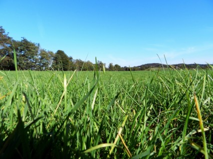 campo de hierba verde