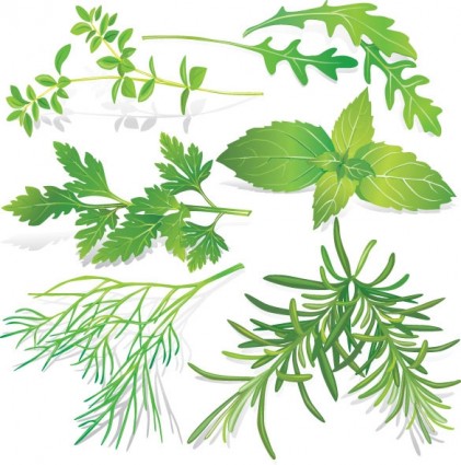 herbal daun vektor