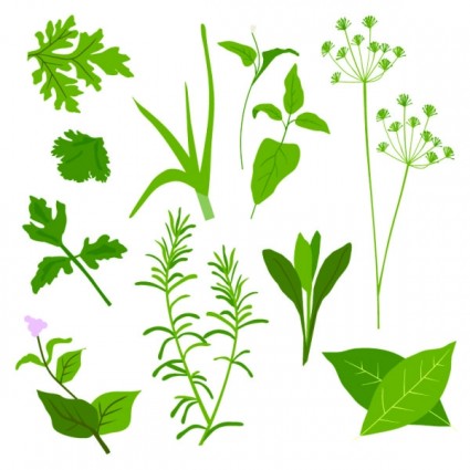 Herbal Leaves Vector