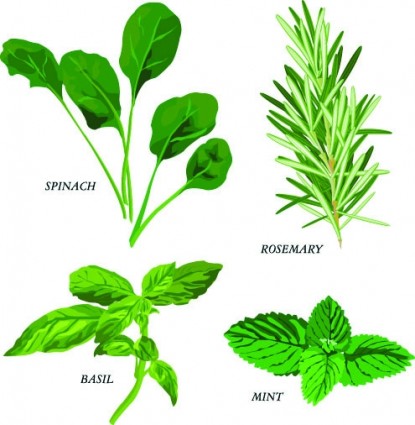 Herbal laisse vector