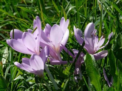 viola fiore herbstzeitlose