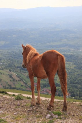 stado koni krajobraz