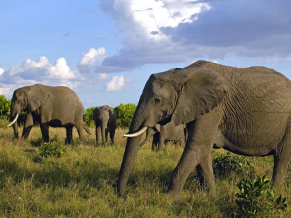 Herde von afrikanischen Elefanten Tapete Elefanten Tiere