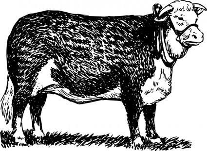 赫里福德郡公牛
