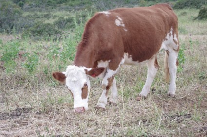 vaca de Hereford