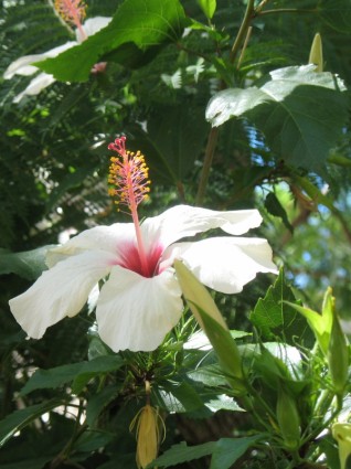 Hibiscus Hoa