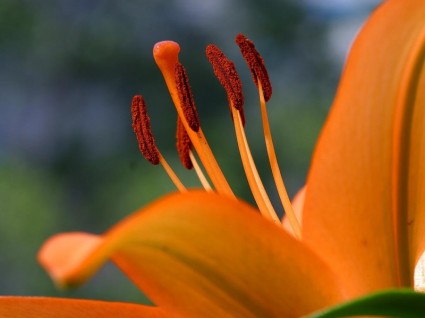 ハイビスカスの花の自然