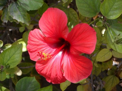 flor de Hibiscus rojo