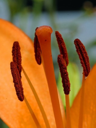 Hibiskus Stempel Blume