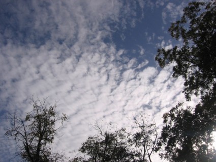 高高的云层和树木