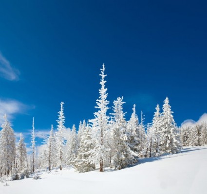冬季景观的清晰图片