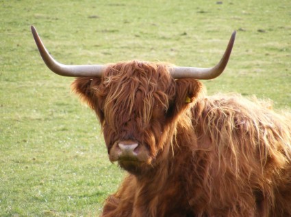 Highland корова