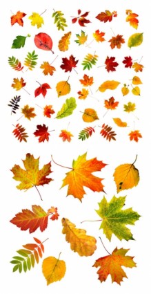 秋天的葉子的高品質圖片