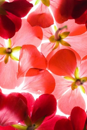 高质量的红色花朵背景图片