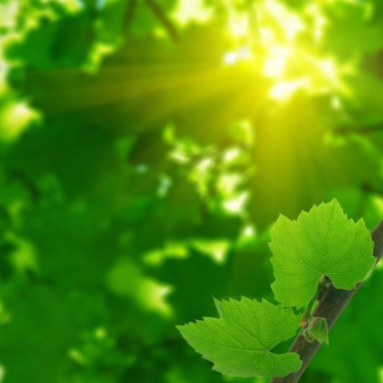 太陽樹葉的高品質圖片