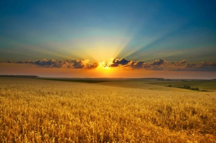 Fotos de alta calidad de los campos de trigo bajo el sol