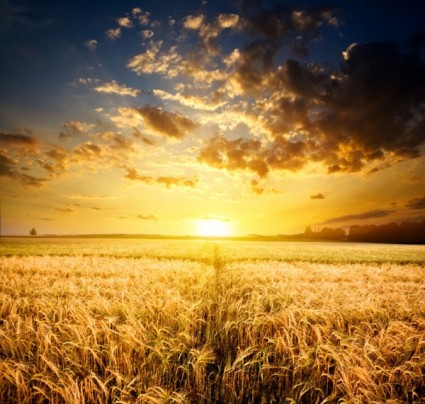 gambar highquality ladang-ladang gandum di bawah matahari