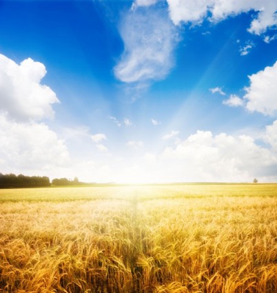 photos de haute qualité des champs de blé sous le soleil