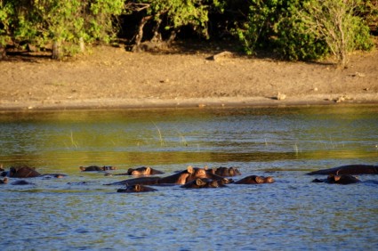 Rio de hipopótamo hipopótamo