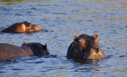 Río de hipopótamos hipopótamo