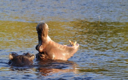 Hippo Nilpferd bedrohen