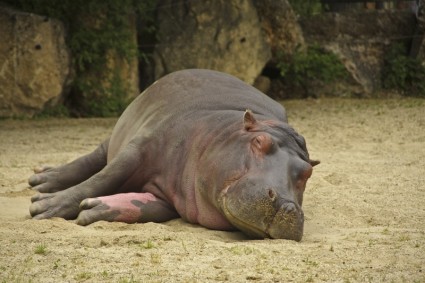 animais de estimação de natureza hipopótamo