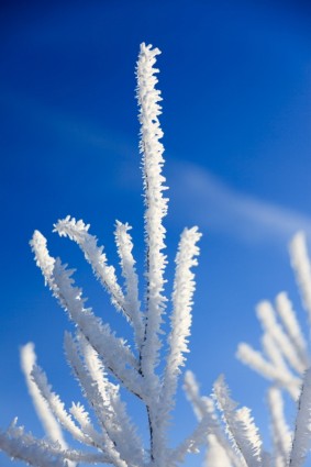 Hoar frost pada cabang