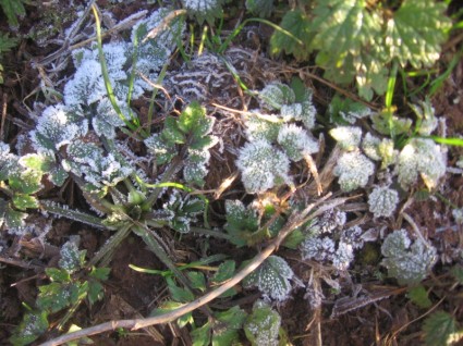 Hoar frost di rumput