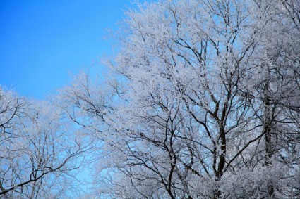 gelo hoar su albero