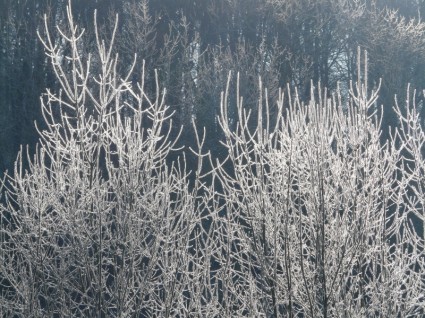 審美的な霜の木