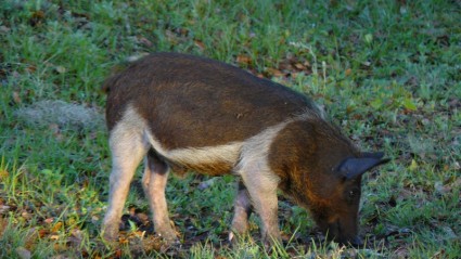 赤豚豚