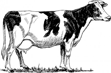 mucca Holstein