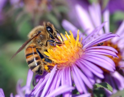 蜂蜜の蜂の蜂の昆虫