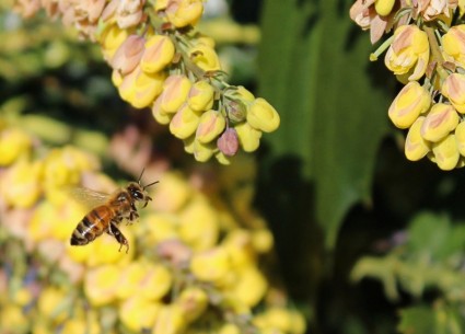 abeja de miel abeja volando
