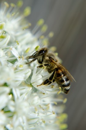 fiore di cipolla di miele d'api insetti