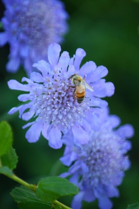 miel de abeja en una flor de pinchushion