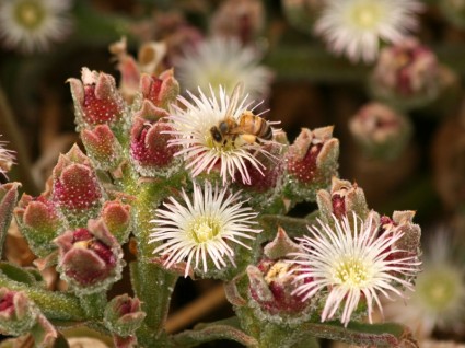 Pszczoła miodna na lodzie roślin