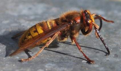 Hornisse Insekt Wespen Biene