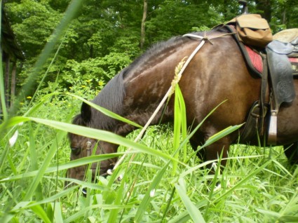 cavallo mangiare erba